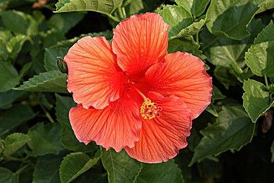 《东京迷城》系列新作公开 发售日期待定